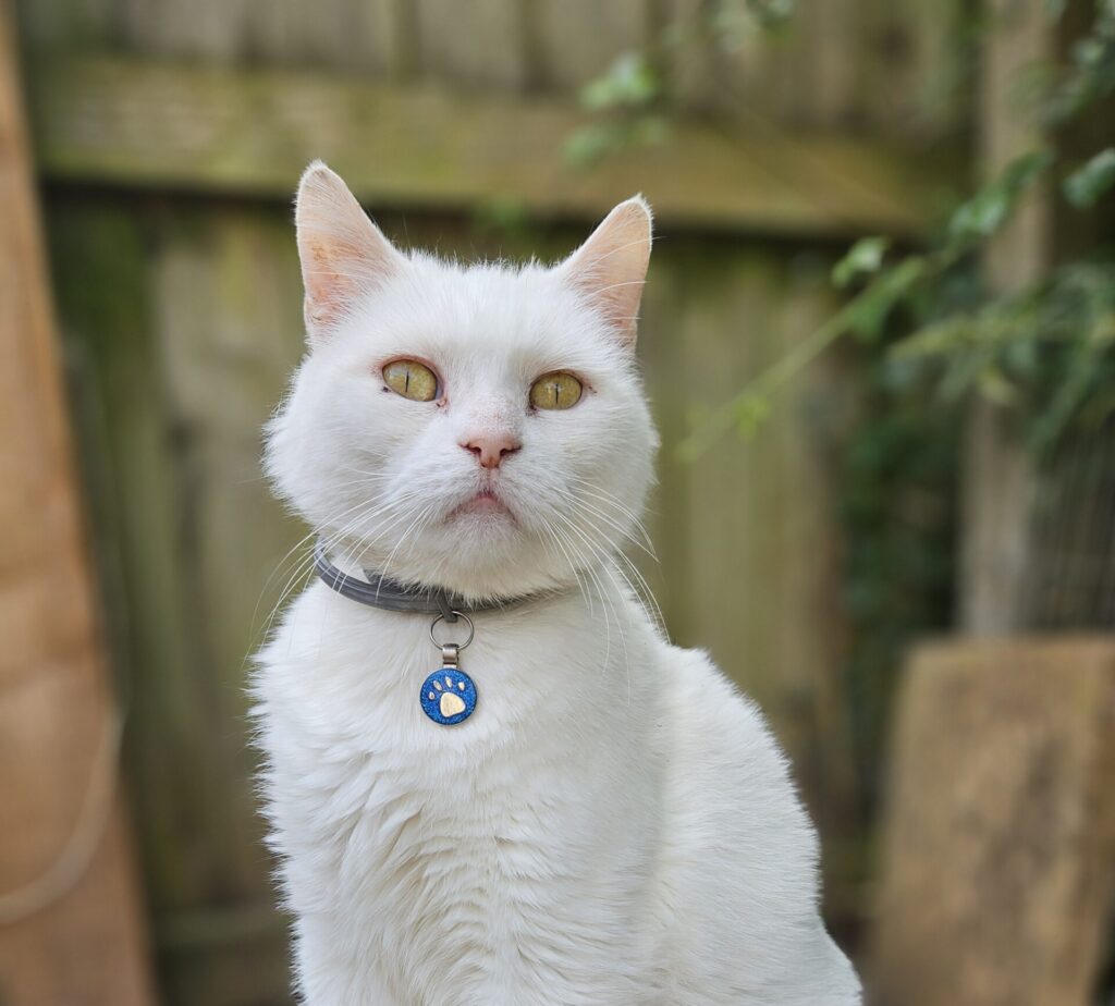 Odysseus – a cat presenting a challenge to the chronic pain service