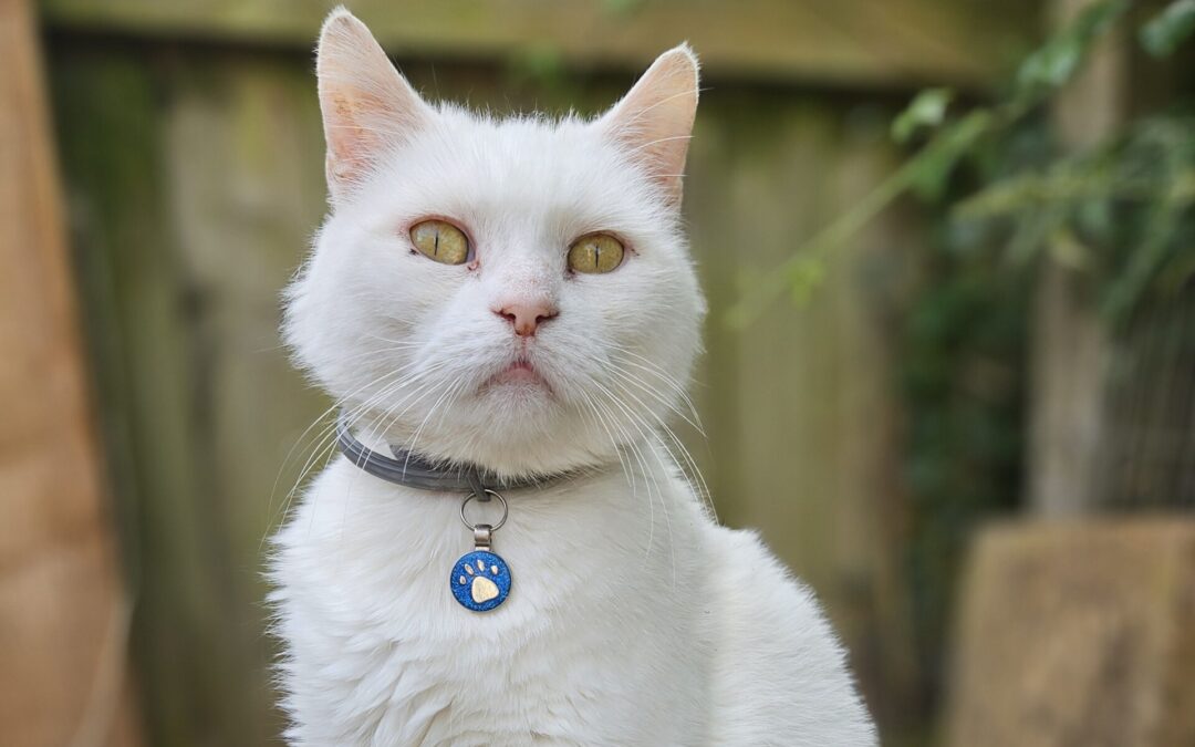 Odysseus – a cat presenting a challenge to the chronic pain service