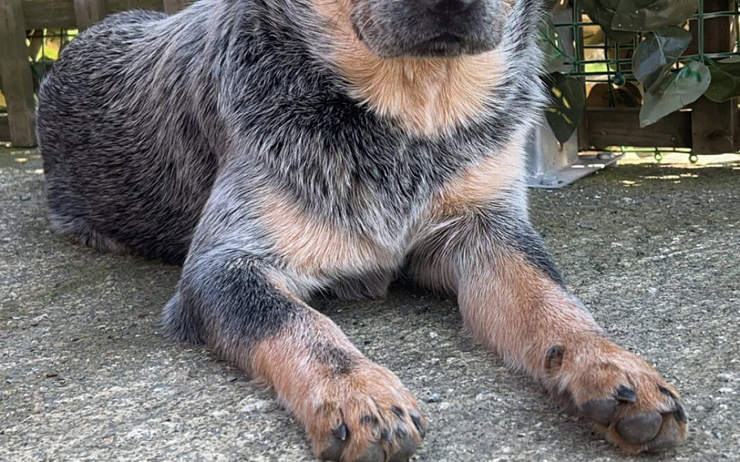 CUTTING‑EDGE CANINE MIRACLE! Bristol vets use groundbreaking veterinary implant new to UK