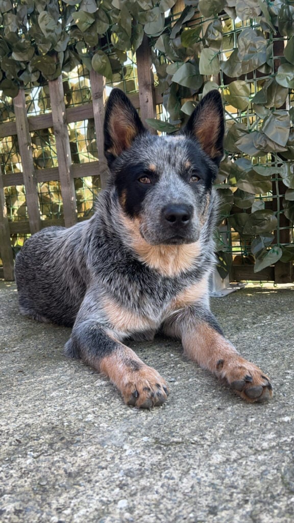CUTTING‑EDGE CANINE MIRACLE! Bristol vets use groundbreaking veterinary implant new to UK
